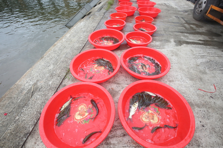 湖南衡陽縣連續11年投放共計3230余萬尾魚苗_fororder_微信圖片_20230913173901