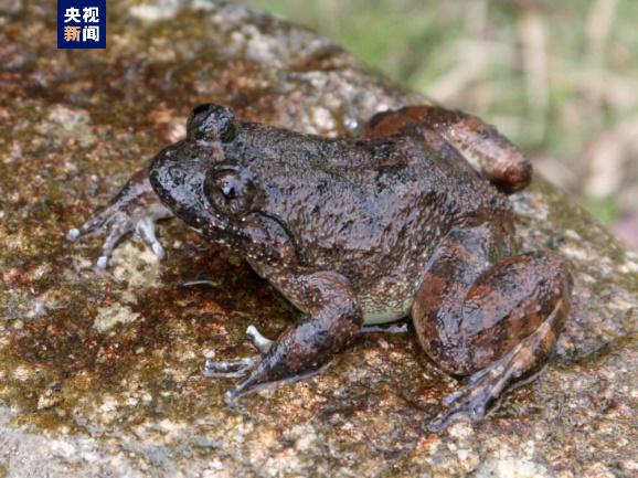 新發現、新記錄！海南三亞生物多樣性調查家底大揭秘_fororder_20230921007