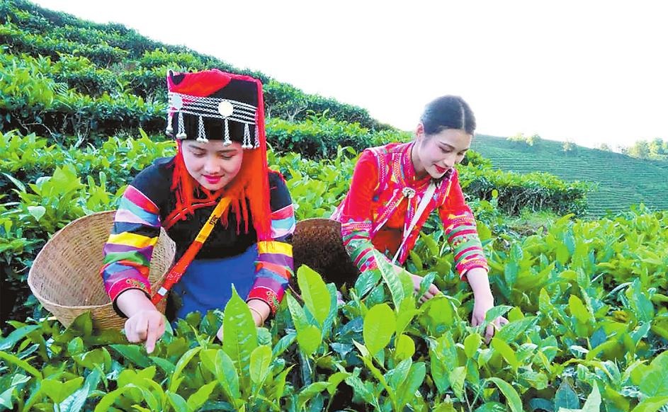 紅河綠春瑪玉村：以茶助農 以綠促興_fororder_df7