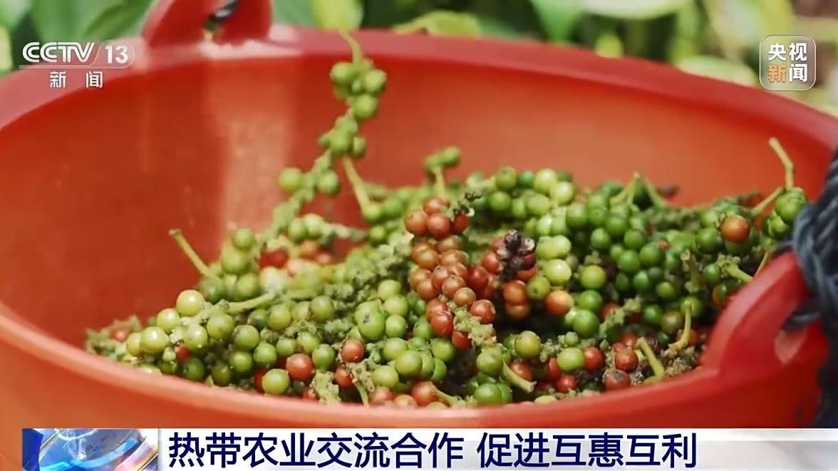 從農業技術到産業合作 海南熱帶農業交流合作實現互惠互利