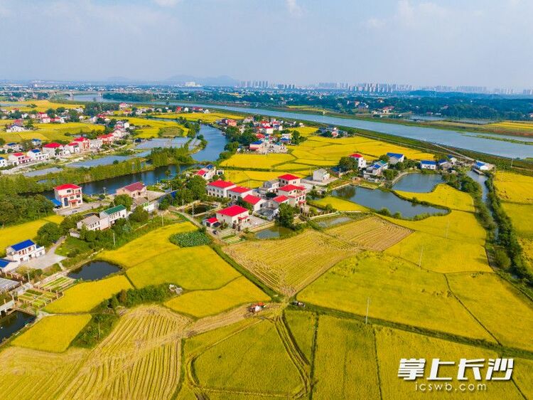 組圖｜湖南長沙縣金色稻田“豐”景如畫_fororder_7c2c5505452992c506dbe5244d286dfawatermark1652a9750bd453