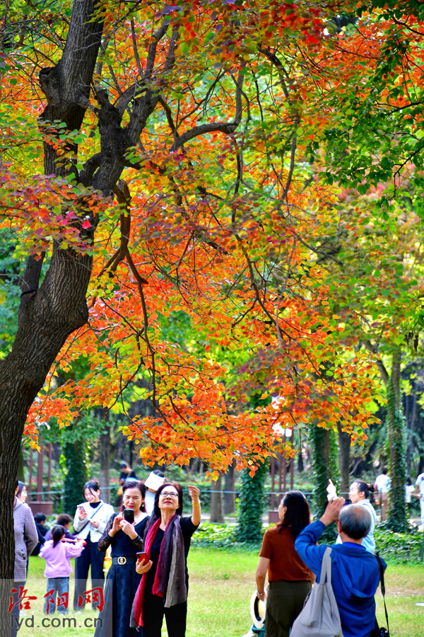 Picturesque Luoyang in Late Autumn_fororder_圖片5