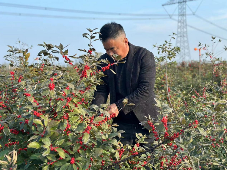 蚌埠市五河縣小溪鎮：冬青映紅致富路_fororder_圖片2