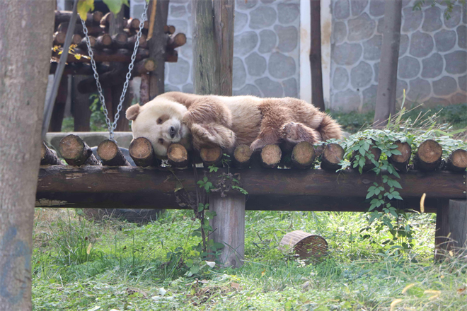Les épouses des ambassadeurs étrangers en Chine à Zhouzhi : à la rencontre des « esprits de Qinling » et « rendez-vous avec les pandas »_fororder_圖片5