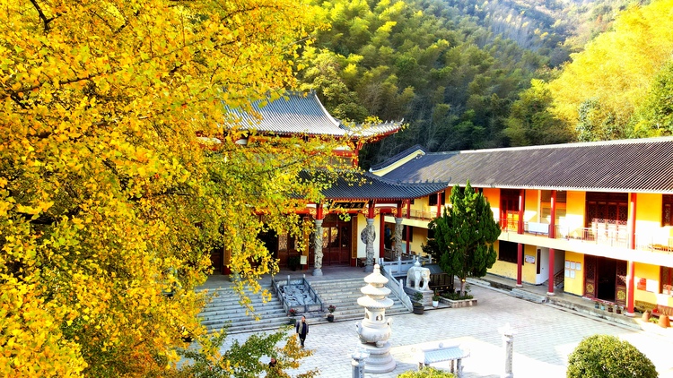 湖南大山裏的這株銀杏樹 已經美了1600多年_fororder_22