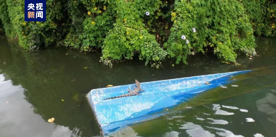 海南海口紅城湖公園發現鱷魚 當地已組織專業隊伍成功捕捉
