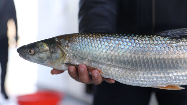 湖南沅水鼎城段首次監測到瀕危物種——鳤魚
