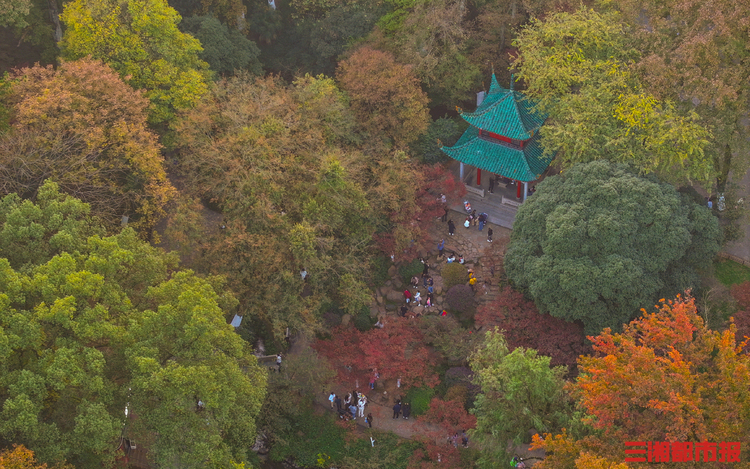 又是一年好“楓”景，長沙岳麓山的楓葉紅了