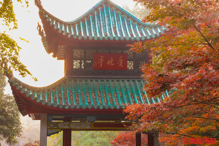 又是一年好“楓”景，長沙岳麓山的楓葉紅了