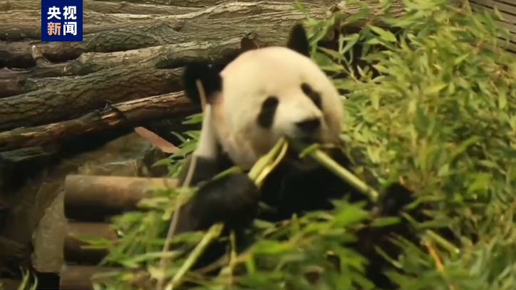 德國柏林動物園為熊貓雙胞胎舉行歡送活動
