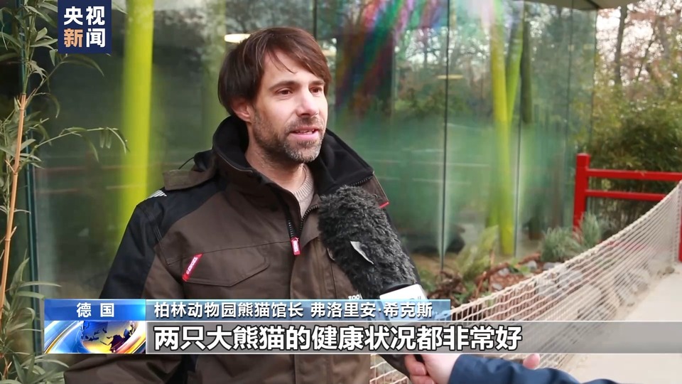 德國柏林動物園為熊貓雙胞胎舉行歡送活動