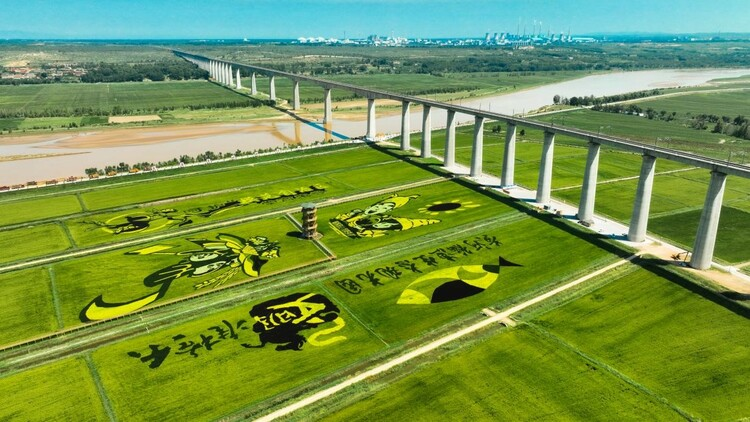 Jungar Banner: A Harmonious and Beautiful Village with Green Rice Fields_fororder_圖片23
