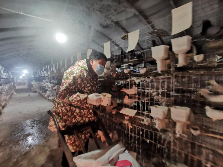 蚌埠市五河縣大新鎮：肉鴿養殖唱響致富“鴿”_fororder_圖片1