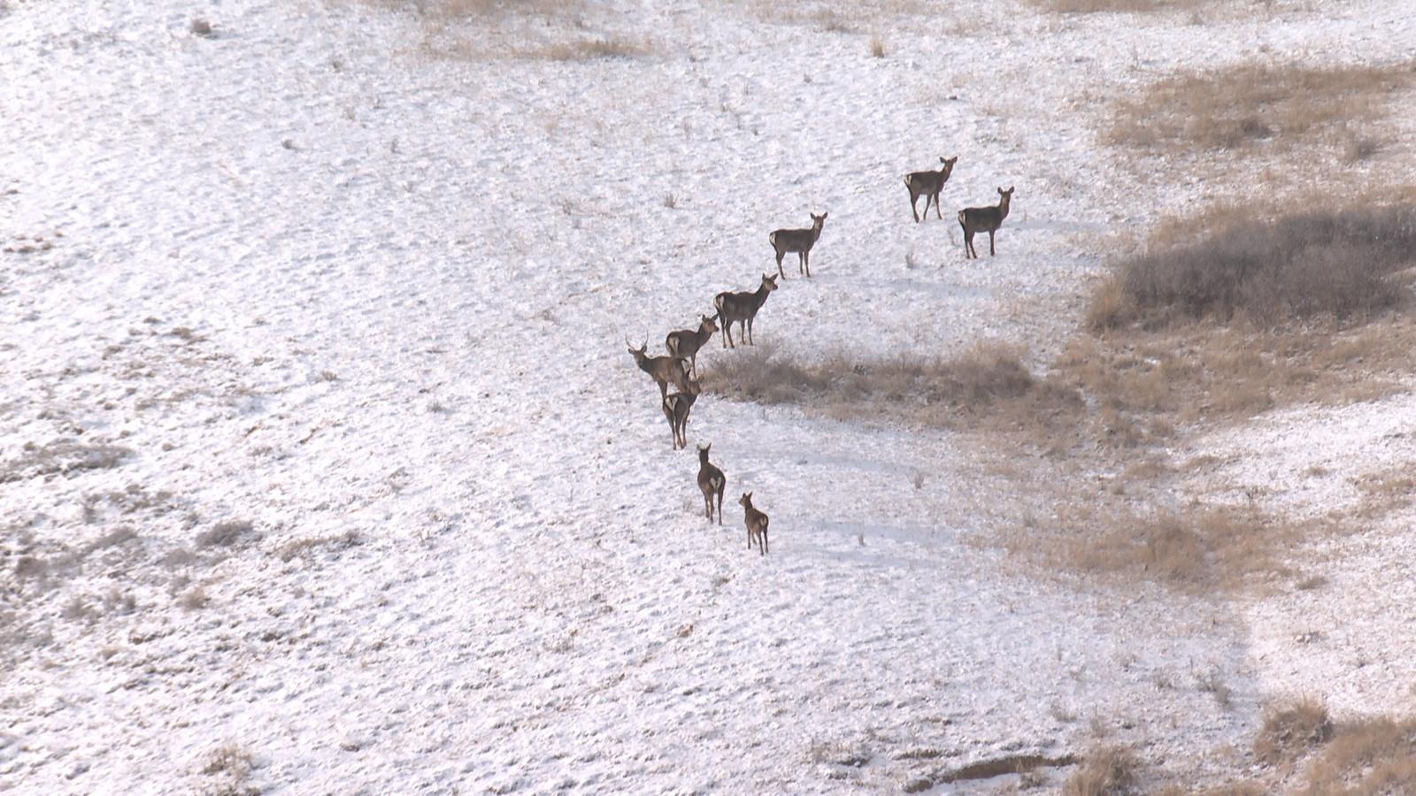 【原創】金昌永昌：祁連山區成野生動物戲雪樂園_fororder_2b6e9bcb-6ab6-4dba-84b9-0e61f231daa9_l
