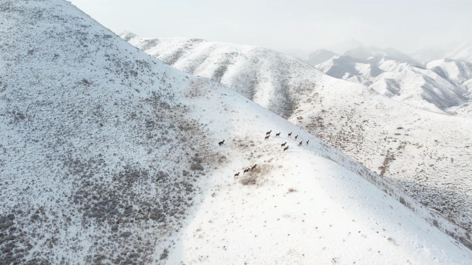 【原創】金昌永昌：祁連山區成野生動物戲雪樂園_fororder_a17e2a09-40aa-4511-a8b5-def5145b512e_l