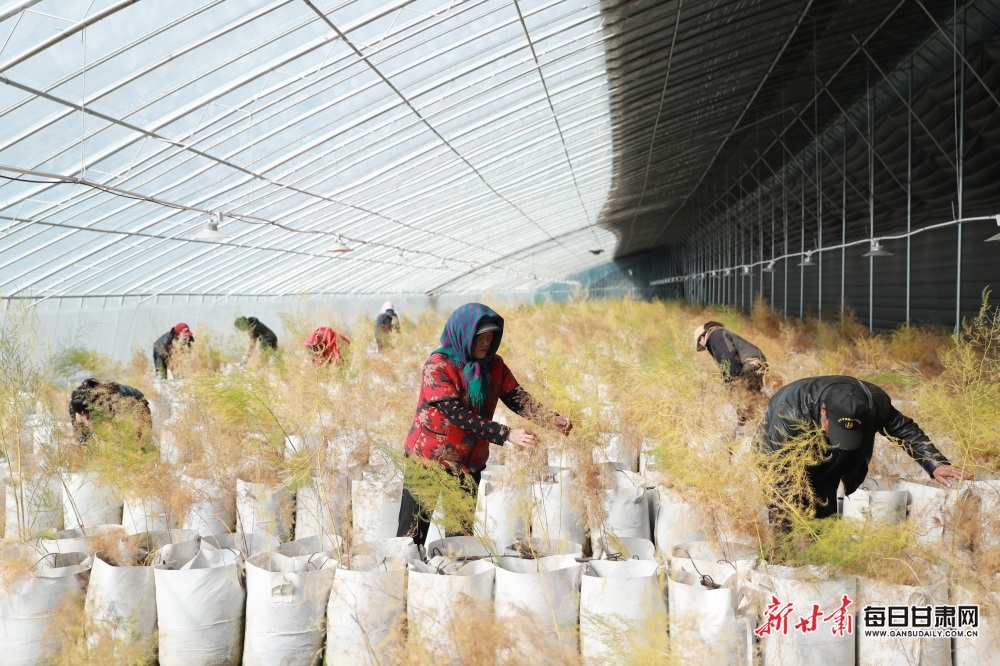 會寧:蘆筍産業拓寬群眾致富路_fororder_3