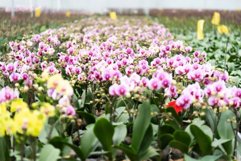 Taizhou: Blooming Flowers, Thriving Villages_fororder_圖片46