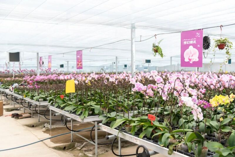 Taizhou: Blooming Flowers, Thriving Villages_fororder_圖片47