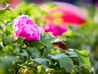 Annual Peony Culture Festival Kicks off in Luoyang, Run until May 5