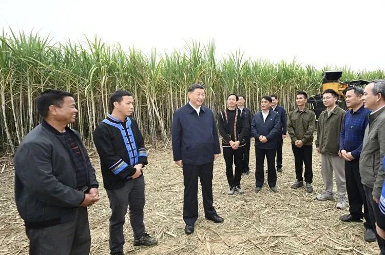 時政微觀察丨“土特産”帶來好日子