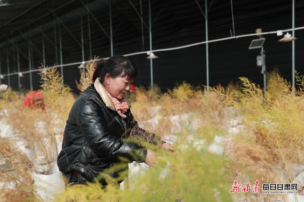 會寧:蘆筍産業拓寬群眾致富路_fororder_4