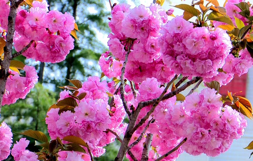 【原創】天水秦州：龍城日暖萬物蘇 春風十里花滿城