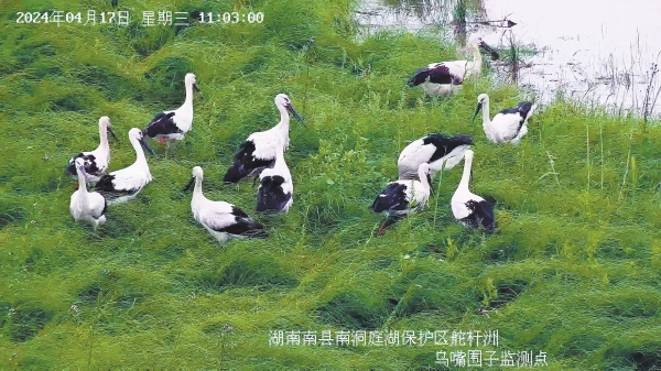 首次發現！ “鳥中國寶”東方白鸛在湖南繁殖_fororder_22
