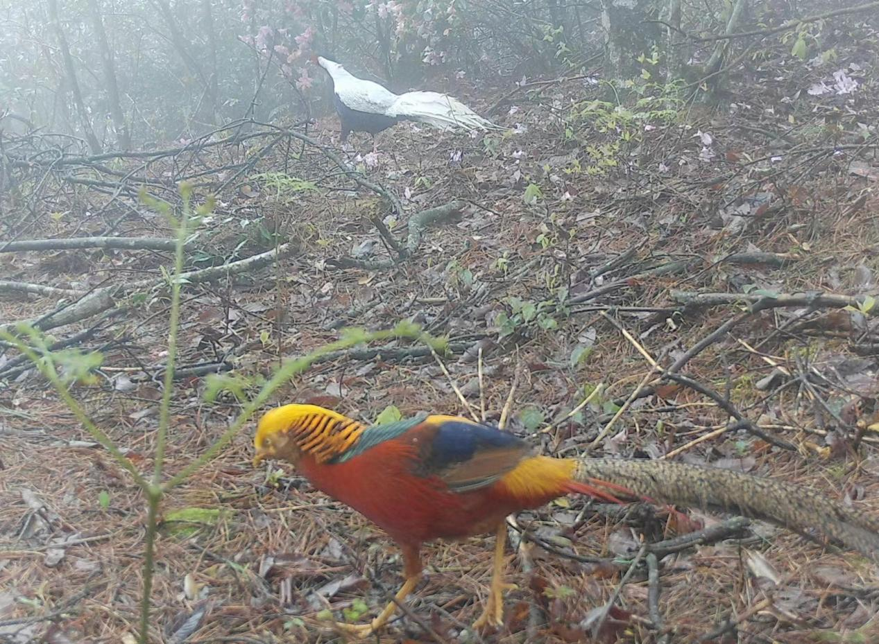 湖南南山國家公園發現白鷴與紅腹錦雞兩類國家二級保護動物_fororder_圖片1