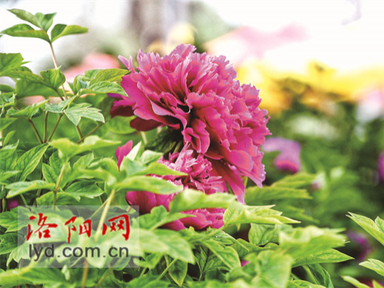 Appreciate Peonies in Luoyang_fororder_圖片1