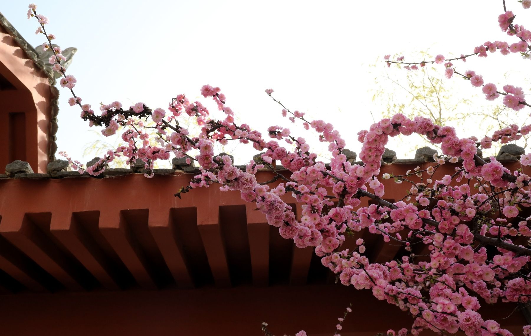 甘肅天水甘谷：花開似錦春意濃 踏青賞花正當時_fororder_2d8db4873c6b42d7b4136b0e910000e6