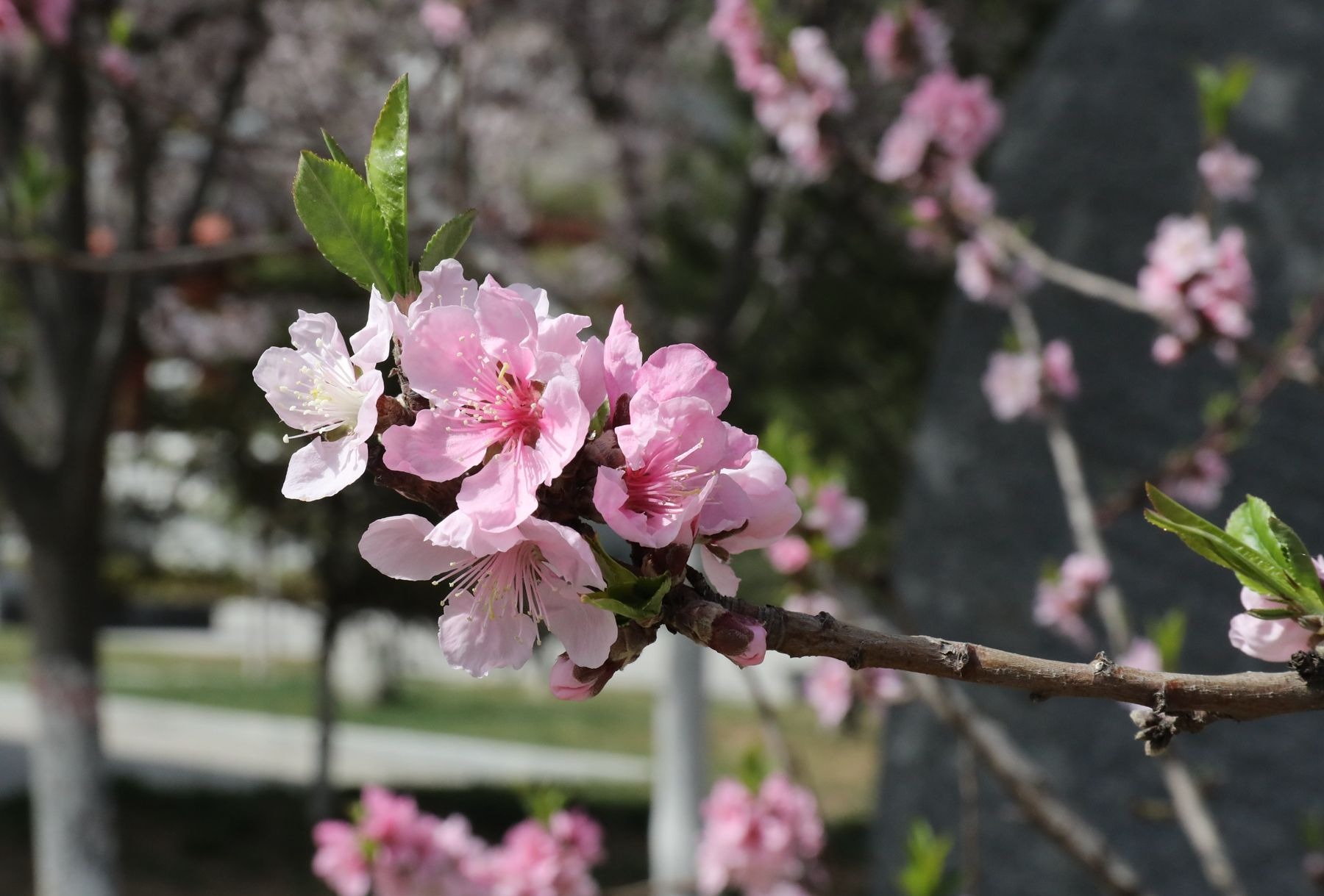 甘肅天水甘谷：花開似錦春意濃 踏青賞花正當時_fororder_a7a2802cff6c4a47b33533ed9ee8efca