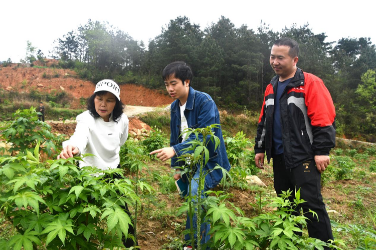 湖南新邵：“金”葉子鋪就致富路 茶産業助力鄉村振興_fororder_圖片1