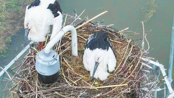 首次發現！ “鳥中國寶”東方白鸛在湖南繁殖_fororder_33