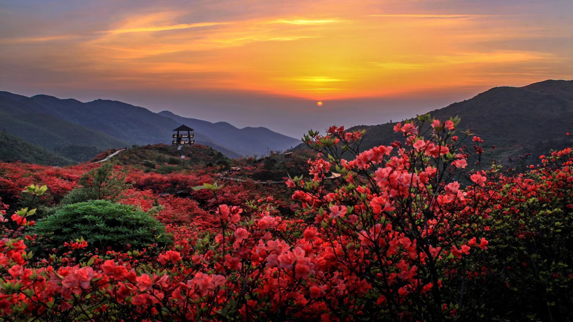 瀏陽大圍山杜鵑花盛放，吸引數萬遊客共賞花海盛宴_fororder_4