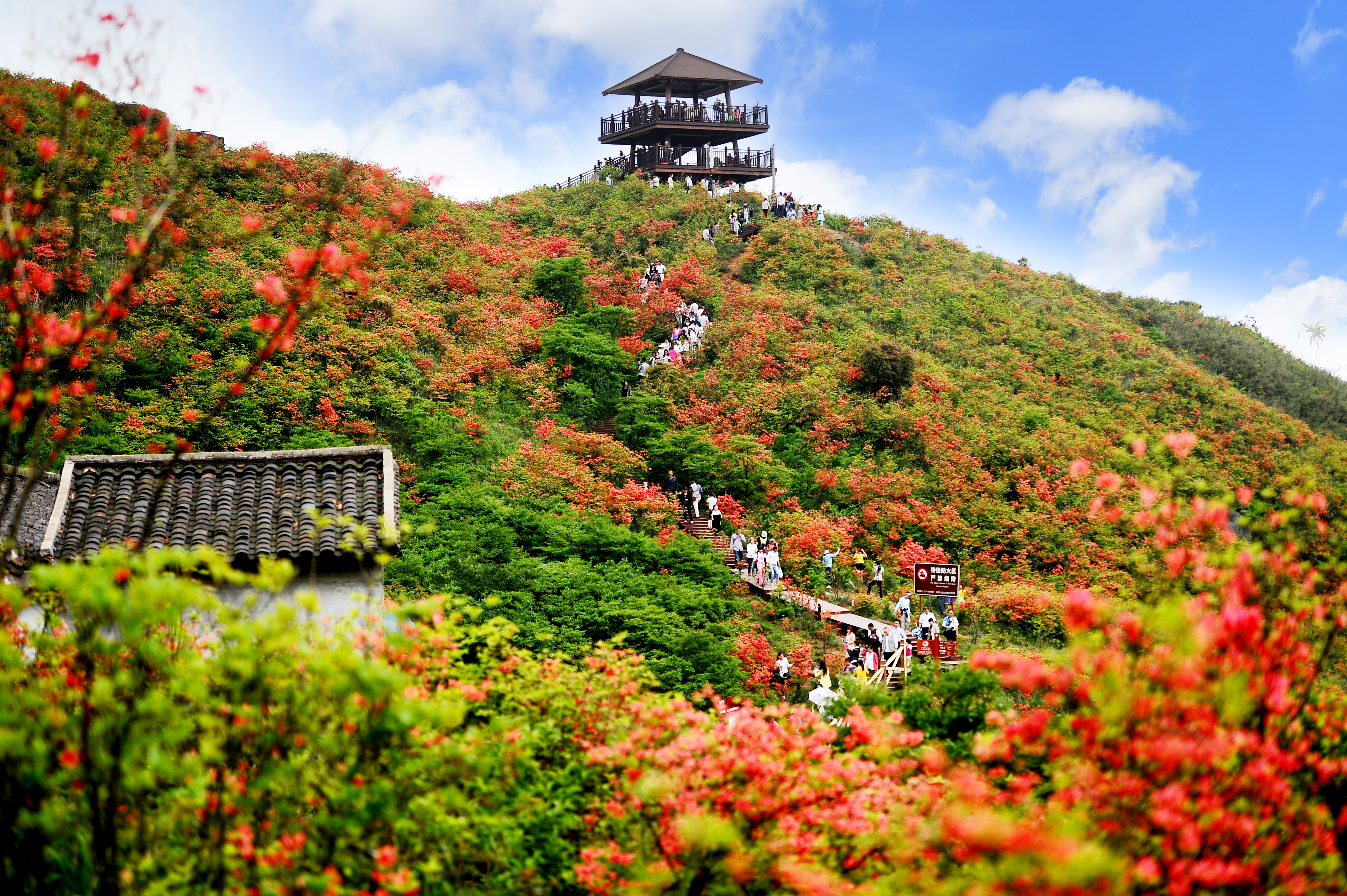 瀏陽大圍山杜鵑花盛放，吸引數萬遊客共賞花海盛宴_fororder_2