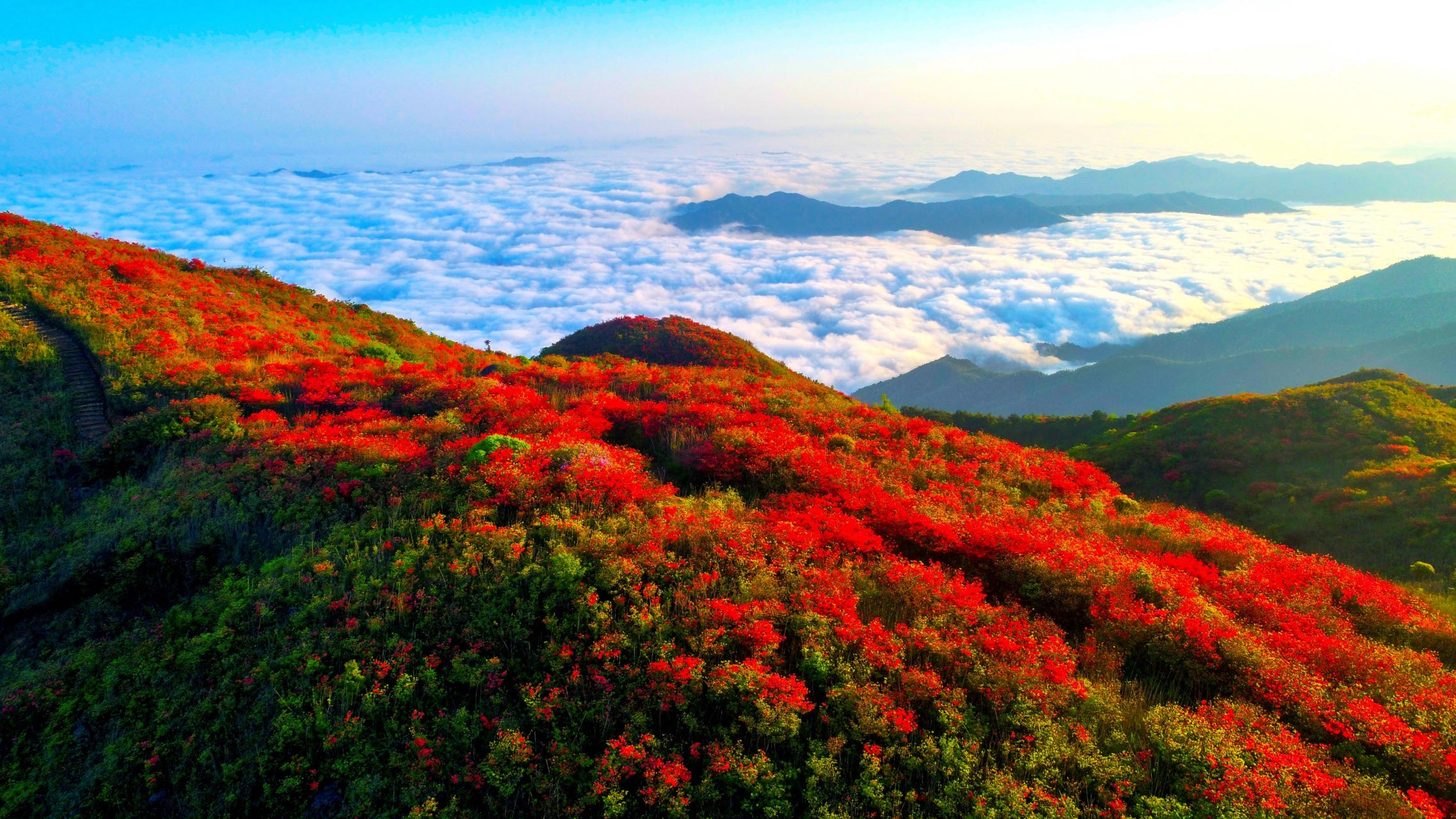 瀏陽大圍山杜鵑花盛放，吸引數萬遊客共賞花海盛宴_fororder_1