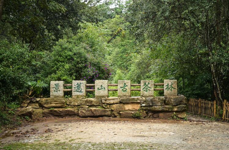 石榴籽·同心圓 | 布朗族：從千年茶農到世界遺産守護者
