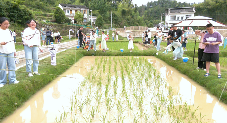 黃山市徽州區：“摸魚抓蝦”享端午 童趣農耕樂不停_fororder_圖片4