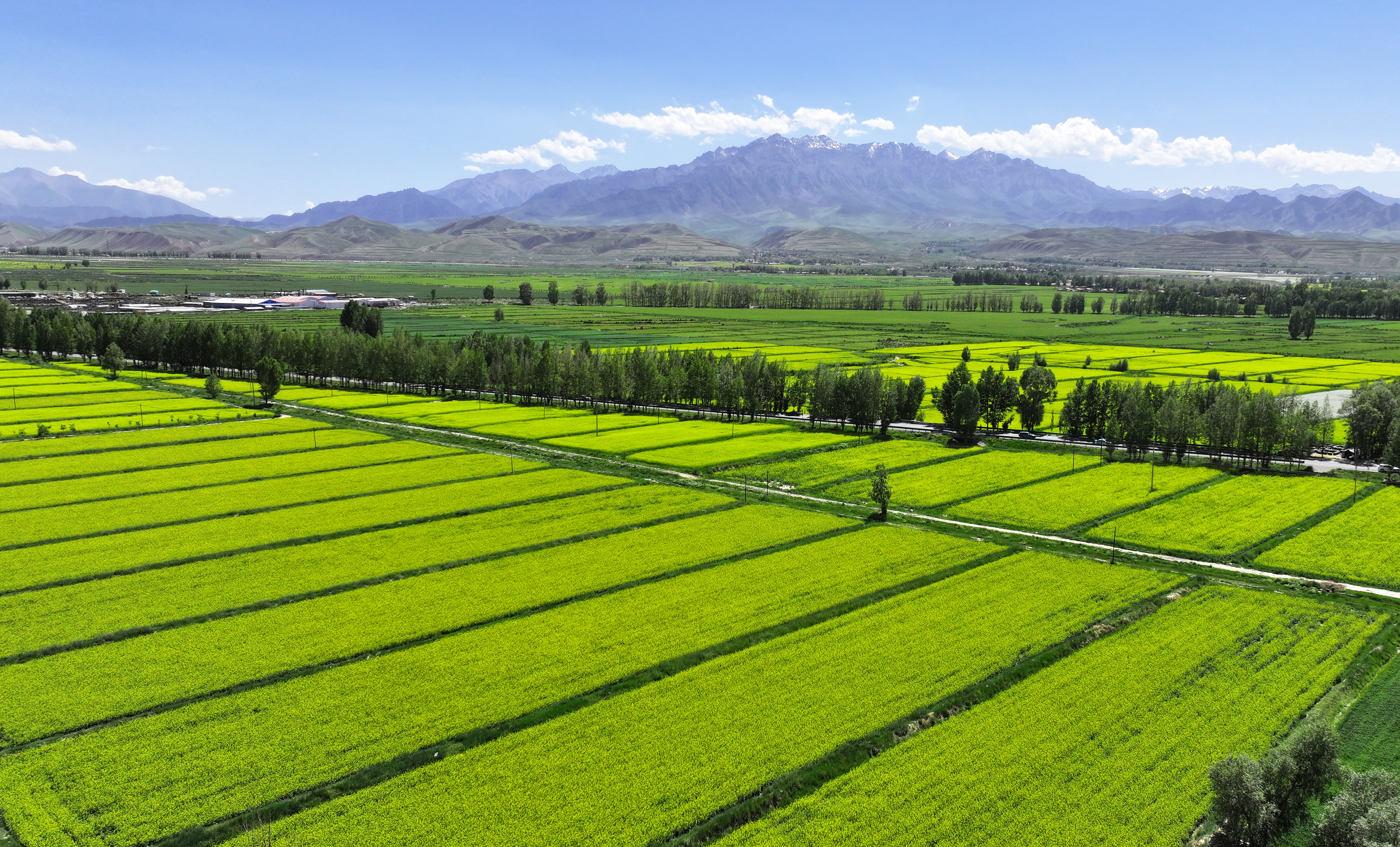 【原創】甘肅張掖民樂：夏日慢時光 油菜花競開_fororder_DJI_20240624152515_0392_D.JPG