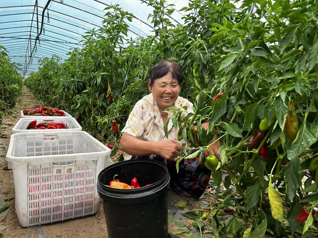 蚌埠市五河縣朱頂鎮：千畝辣椒迎豐收 奏響增收“椒響曲”_fororder_圖片1