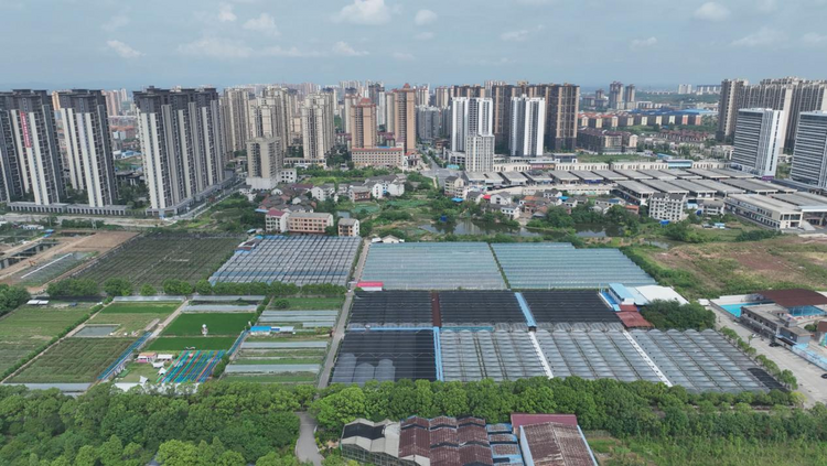湖南衡陽縣：“陽光玫瑰”綴滿藤 滿園萄香引客來_fororder_圖片4