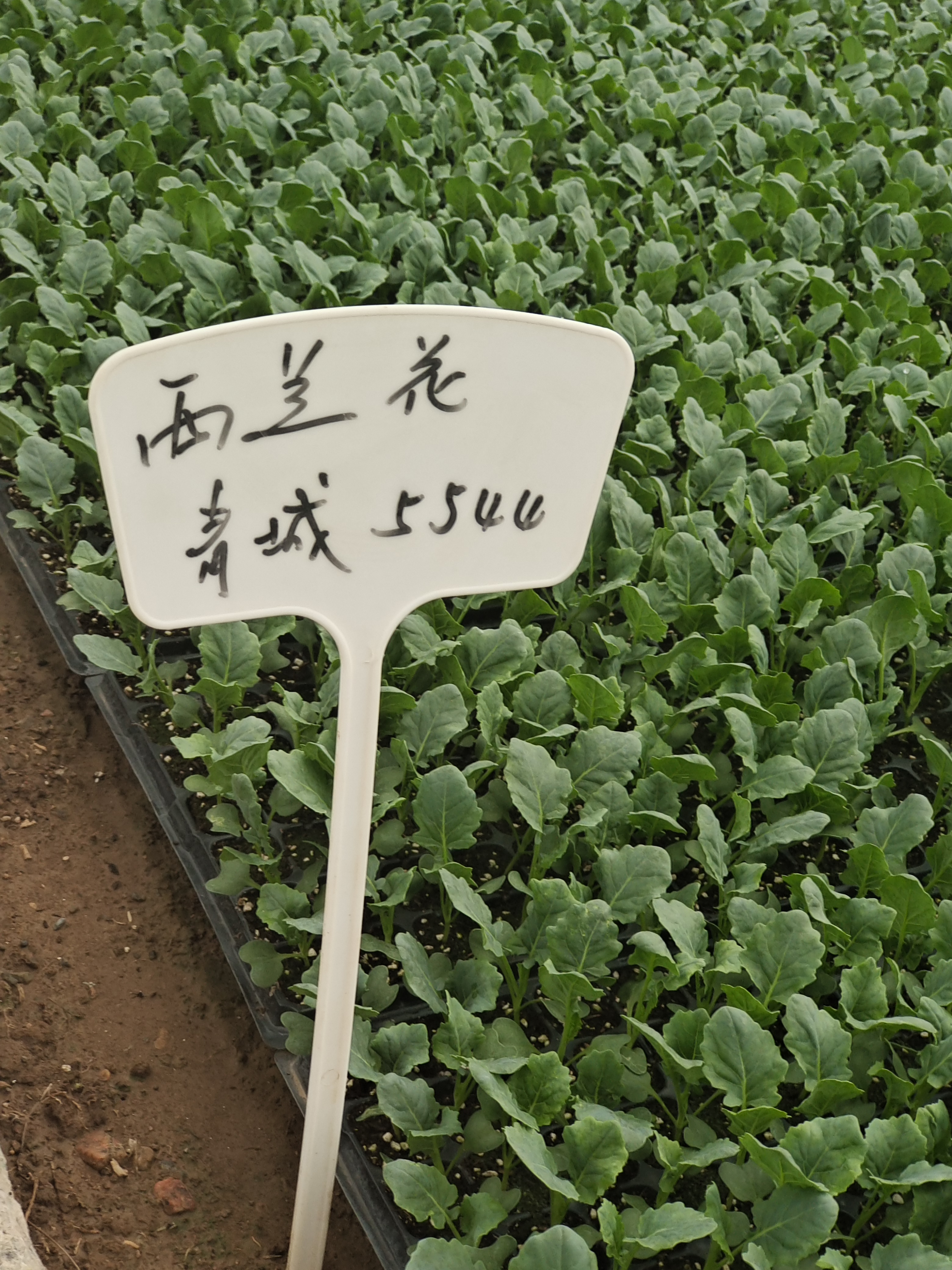 我們的家園 幸福美好新甘肅 | 蘭州榆中高原夏菜：黃土高原的綠色名片_fororder_8f593f6d806bbdec6f1298665347a66