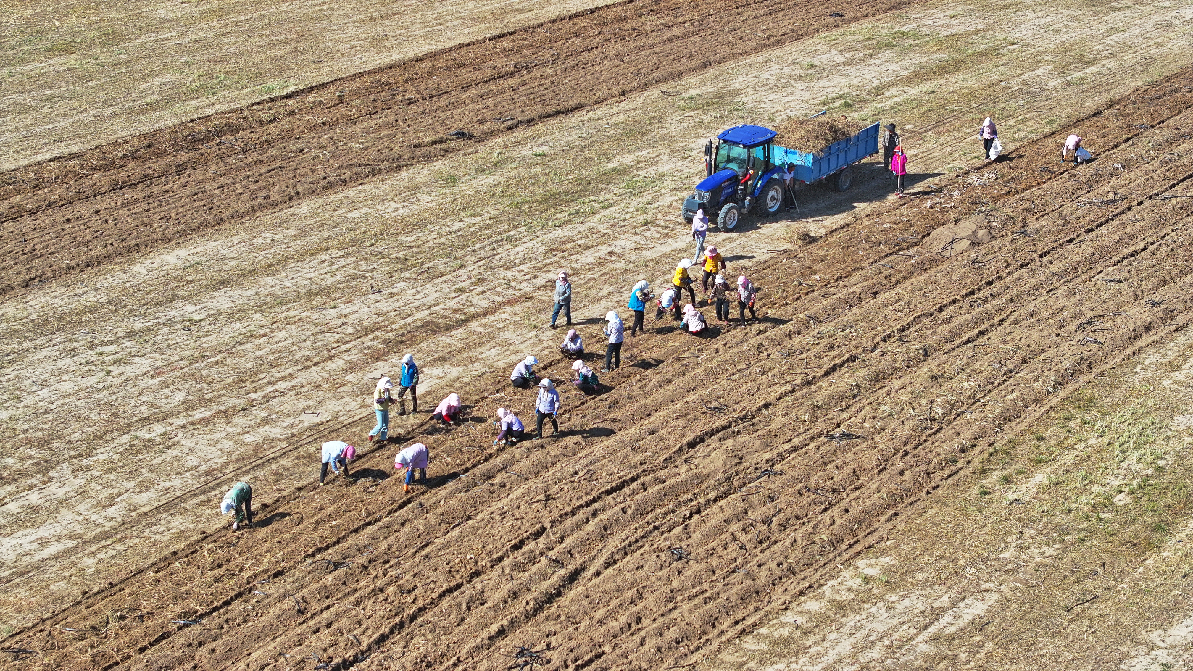 【原創】甘肅民樂：祁連山下收藥忙_fororder_DJI_20240827102212_0304_D.JPG