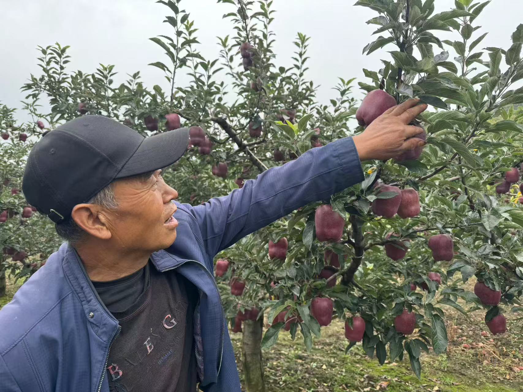【原創】碩果盈枝！秦州區31萬畝蘋果喜獲豐收_fororder_微信圖片_20240919152447