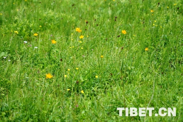 【新時代•幸福美麗新邊疆】盛夏草原之旅，豈不美哉？ 來自最美鄉村的邀請函：領略自然風光，感受草原文化