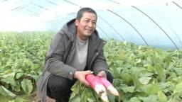 甘谷：暖棚果蔬迎豐收 春節“菜籃”添新鮮