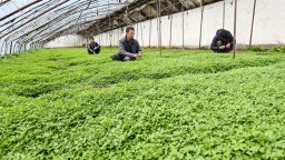 隴南宕昌：青枝綠葉當歸香 科技賦能産業旺