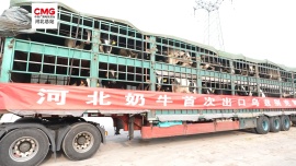 河北奶牛首次出口烏茲別克斯坦