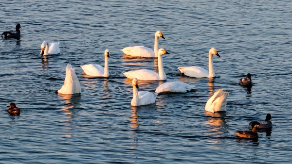 安徽五河：越冬天鵝成群 畫面美不勝收