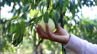 黃山市徽州區：雪桃滿枝頭 果農迎豐收